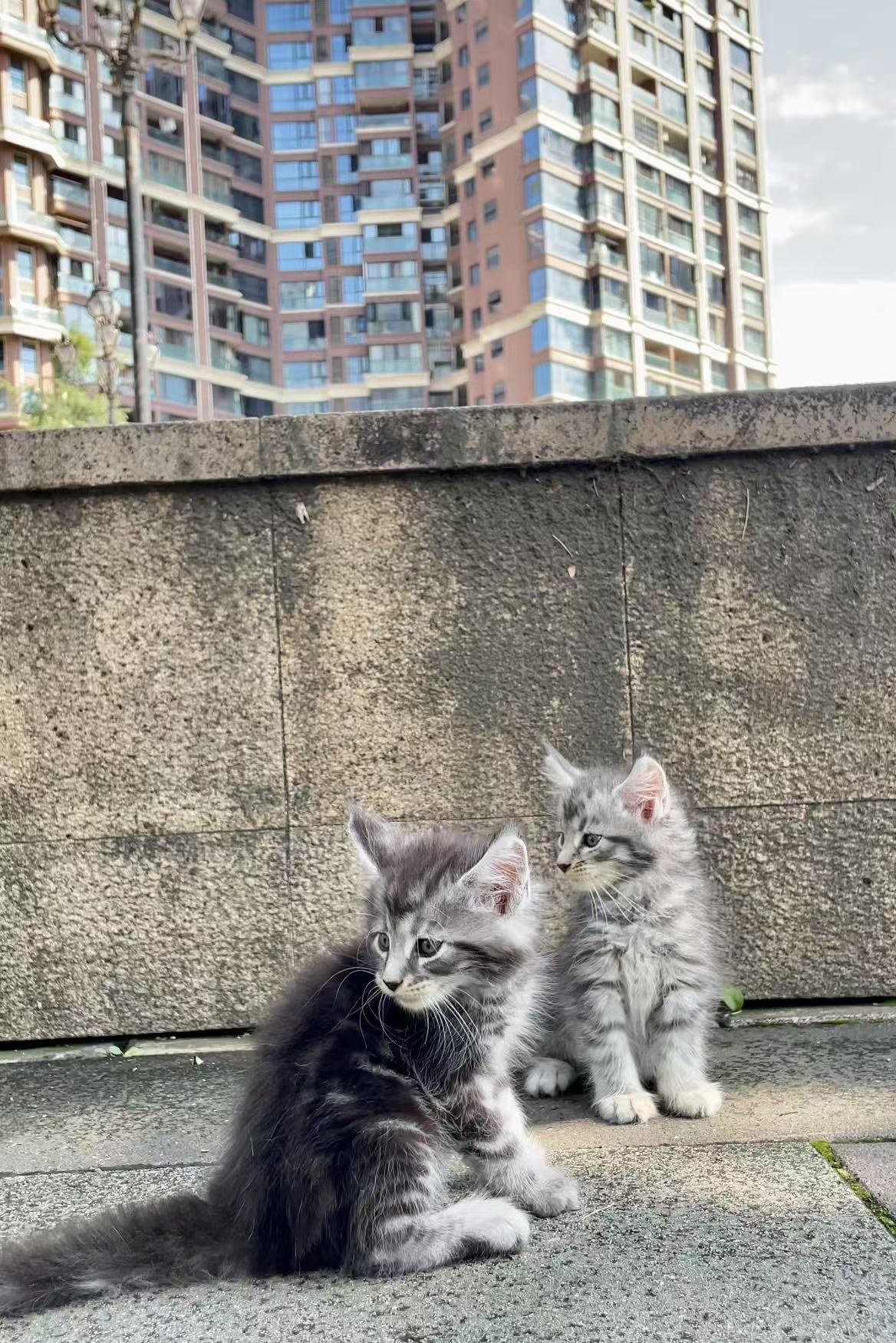 银虎缅因猫特价领养